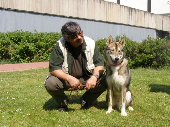 Západosibírska lajka Indy
