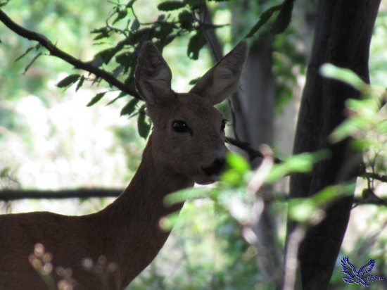 Dôstojný pohľad srny