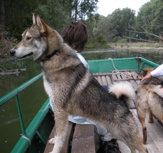 Západosibírska lajka Indy