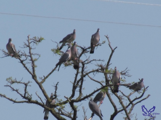 Na strome ich bolo 50