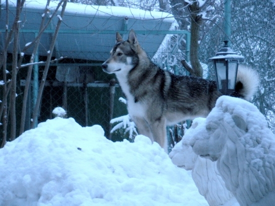 Indy - Kráľ králov