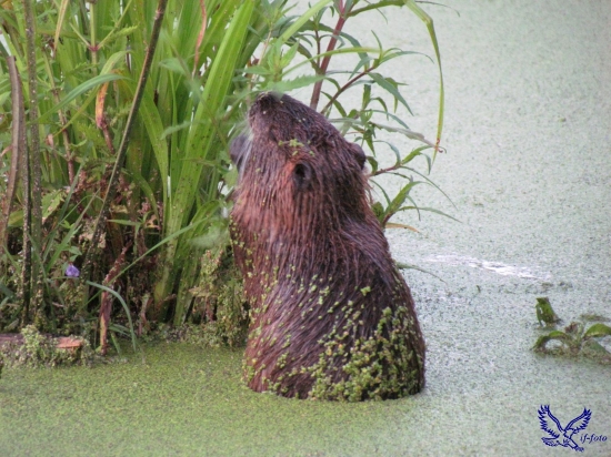 Nutria riečna