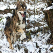Indy na snehu 2