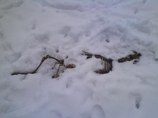 Páni poľovníci toto sa nerobý 2