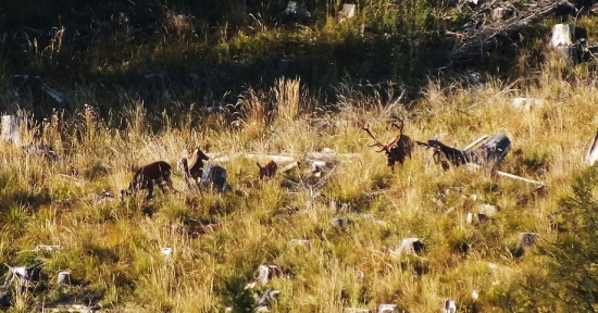 12 torak