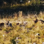 12 torak