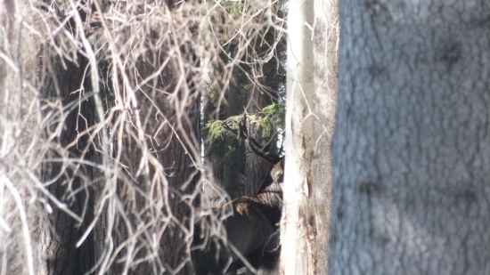 paru stromy a on sa tak ch..ovo postavi...