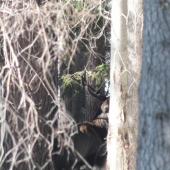 paru stromy a on sa tak ch..ovo postavi...