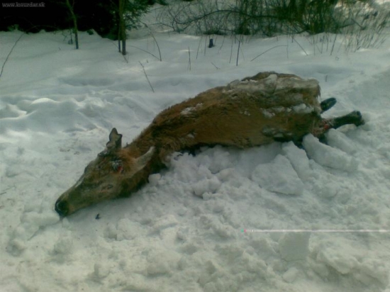 strhnuty vlkmi...uz bez ozdoby