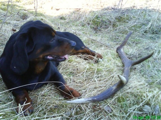 nas gory s osmorakom