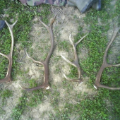 dnesna poobednajsia prechadzka