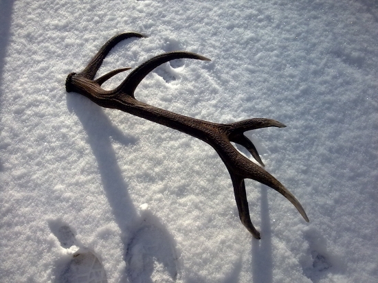 dnesny zhod na spolocnej polovacke...