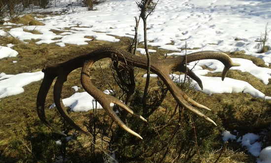 Take niečo medzi striebrom a zlatom..