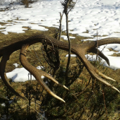 Take niečo medzi striebrom a zlatom..