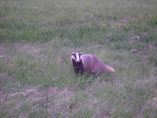 jazvec na prechadzke