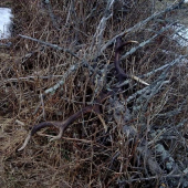 dnesna parka 12-toraka