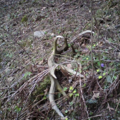 dnesny 18-torak skoda ze som ho nenasiel skôr