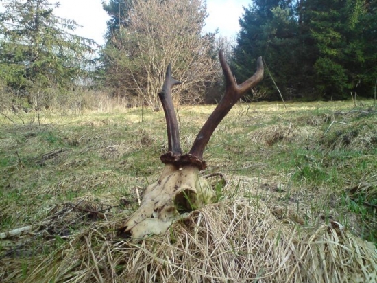 srnec 3 vekovovej triedy