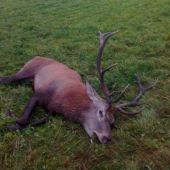 Hostov jelen 2010 Bajerovce