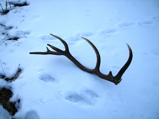 14-storák s odlomeným nadočníkom