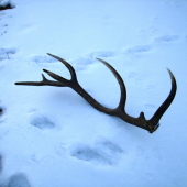 14-storák s odlomeným nadočníkom