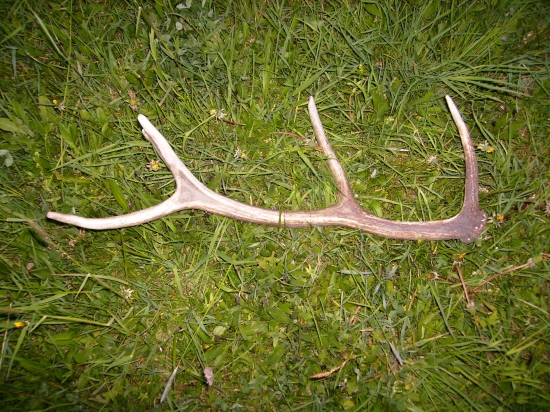 Ešte sa dajú nájsť