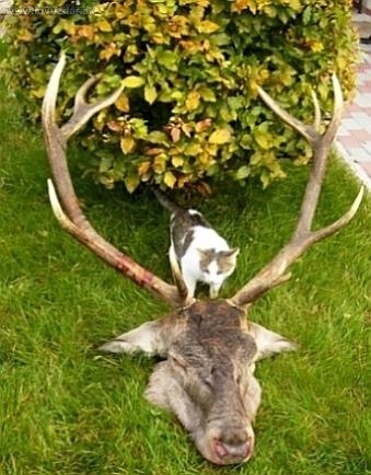 Nepravidelný 12-rak; vek 9 rokov; 175,27 CIC