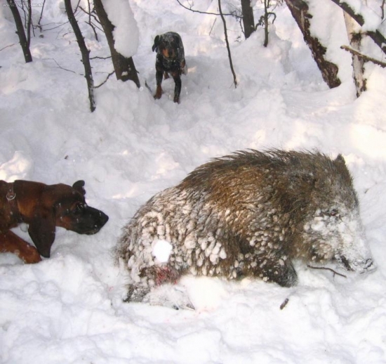 Hanoverský farbiar v akcii