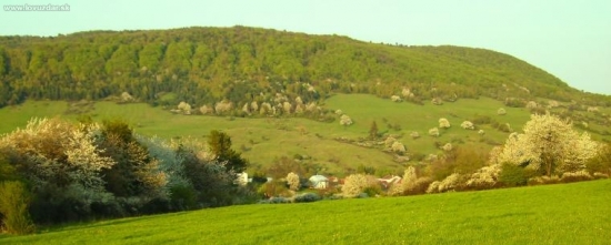 Rozkvitnuté čerešne