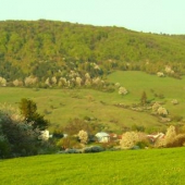 Rozkvitnuté čerešne