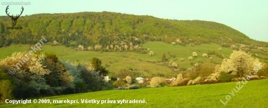 Rozkvitnuté čerešne