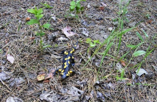 Salamandra škvrnitá