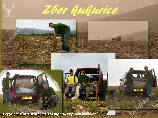 Zber kukurice