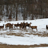 Jelenia črieda na konci zimy