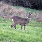 Srnka s bielym šálom