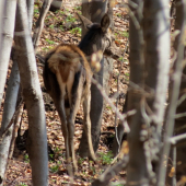 Zamyslená stará jelenica