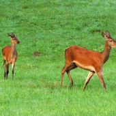 Jelenica s jelienčaťom