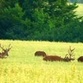 Jelene - tí lepší II