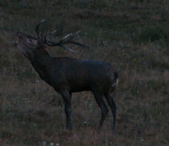 Večerný kúpeľ a trúbenie kráľa -  ruja 2012