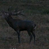 Večerný kúpeľ a trúbenie kráľa -  ruja 2012
