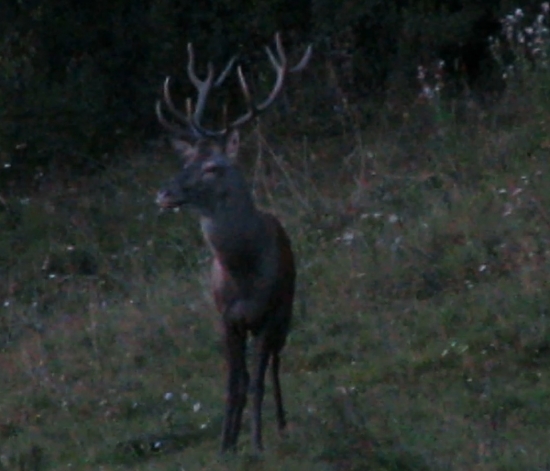 Bočný jeleň - ruja 2012