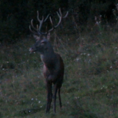 Bočný jeleň - ruja 2012