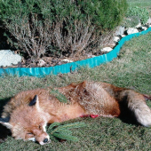 Zahájenie líščej sezónny