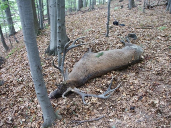 Poplatkový odstrel 2006/2007