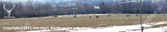 Holá jelenia zver