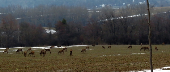Jelenia črieda na repke