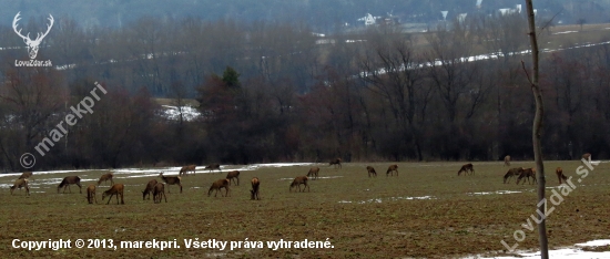 Jelenia črieda na repke