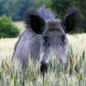 Zoči-voči vodiacej diviačici