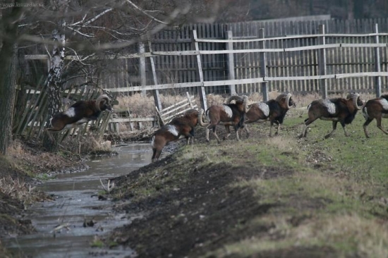 Ja letííííííííím!