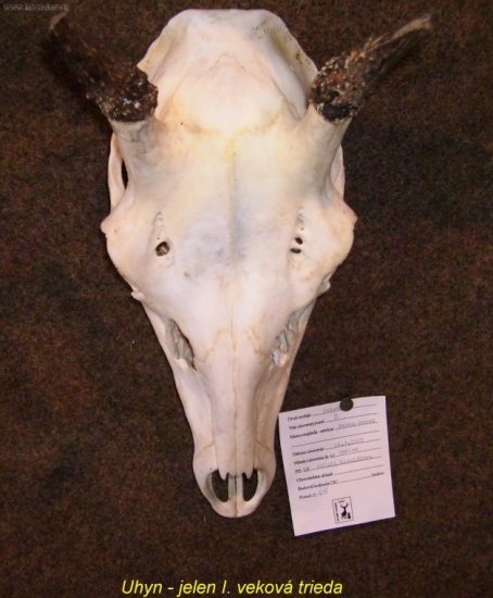 dôsledok zražky s motorovým vozidlom. jelen I.vt